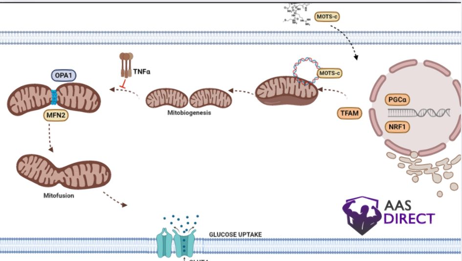 How MOTS-C 10mg Works: The Science Behind Mitochondrial Peptides