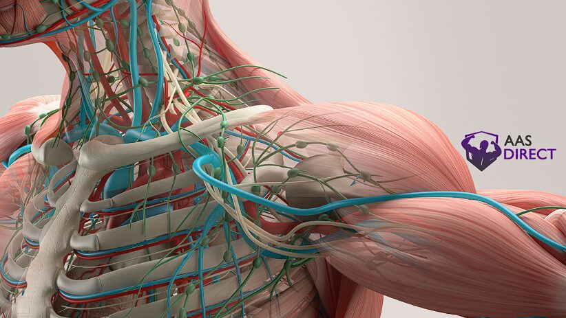 Unlocking the Power of BPC-157 for Muscle Growth: The Complete Guide