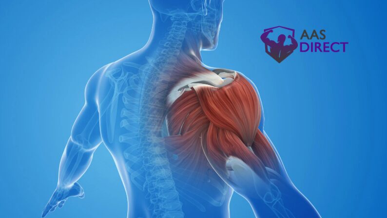 Your Guide to Using Letrozole 2.5mg for Hormonal Balance and Performance