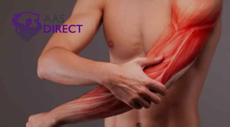 Muscle Repair
