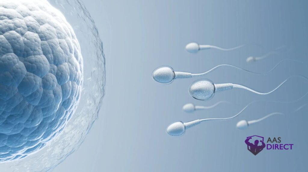 HCG 5000 for fertility