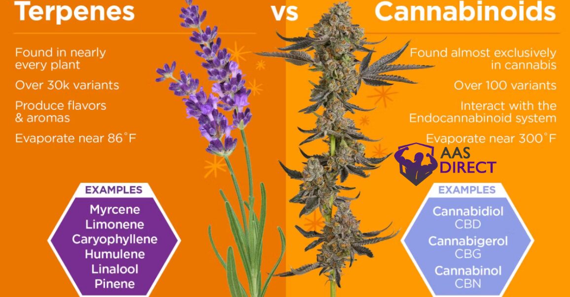 Cannabinoids and Terpenes
