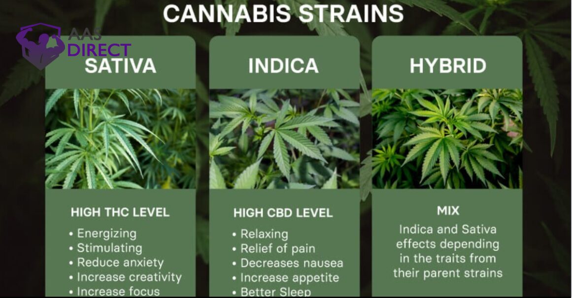 Hybrid Cannabis Strains