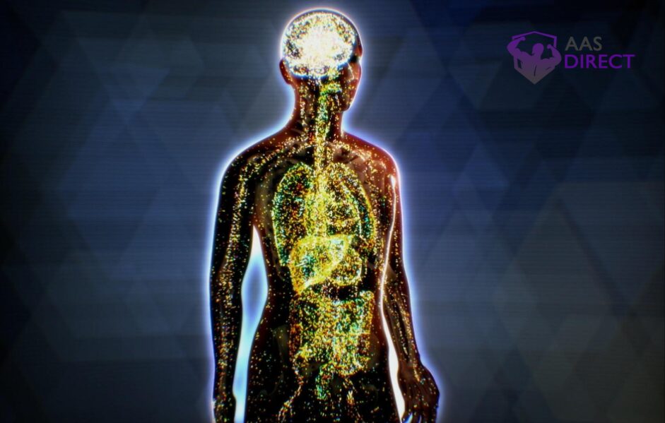 Endocannabinoid System