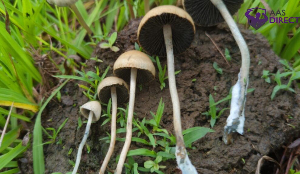 Fungi Pack Blue Meanies