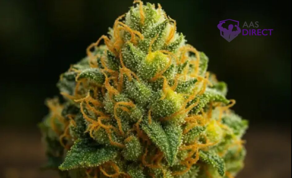 Genetic Roots of Sour Diesel
