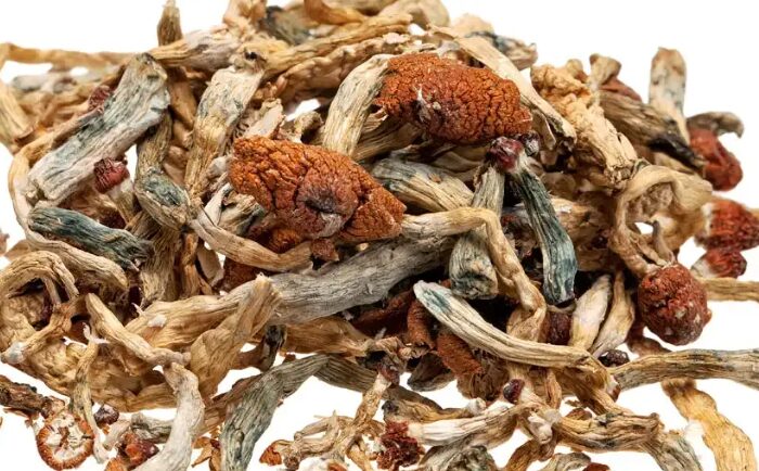 Golden Teacher Magic Mushroom Guide for Beginners (1)