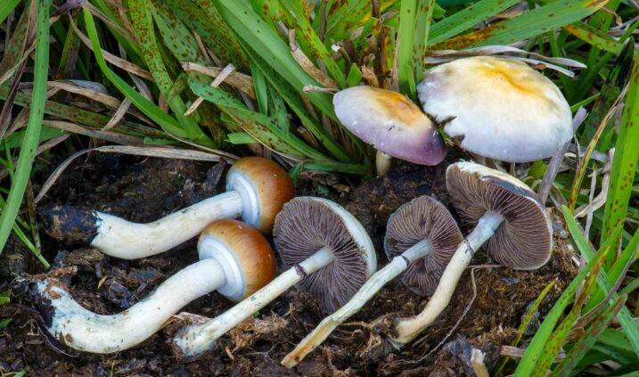 Golden Teacher Magic Mushroom Guide for Beginners (1)