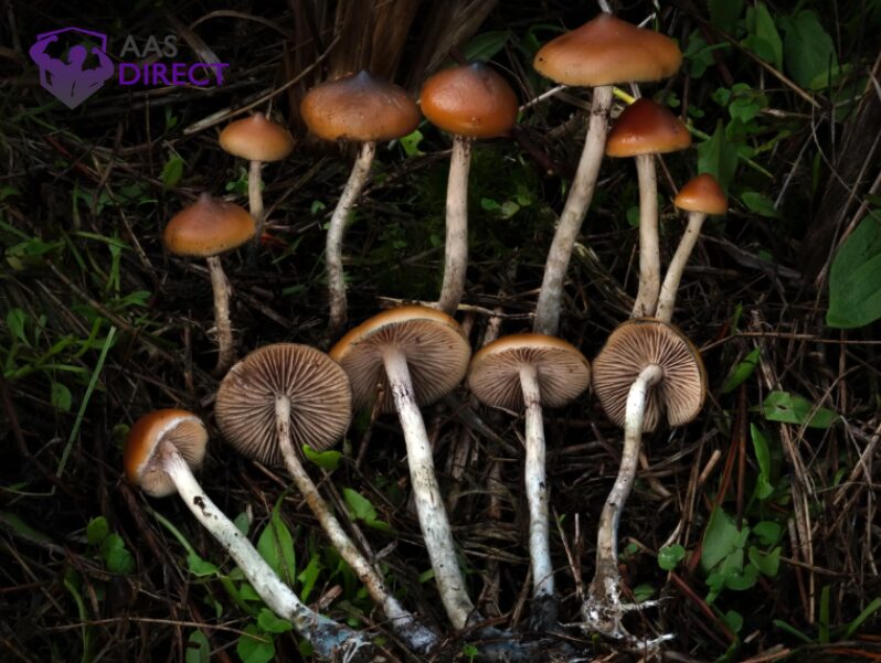 Psilocybe Azurescens Preparation Essentials