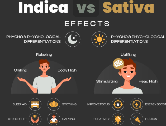 Sativa Vs Indica Vs Hybrid Which Cannabis Type Suits You (3)