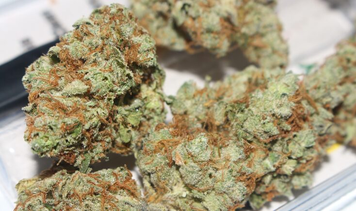 What Makes Gorilla Glue Strain So Potent and Popular