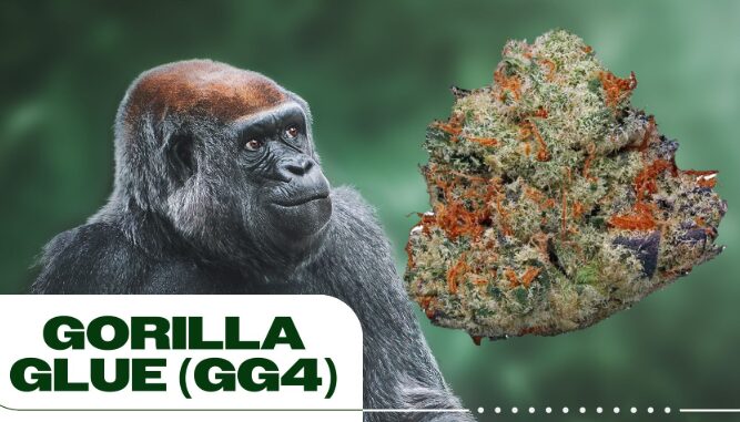What Makes Gorilla Glue Strain So Potent and Popular