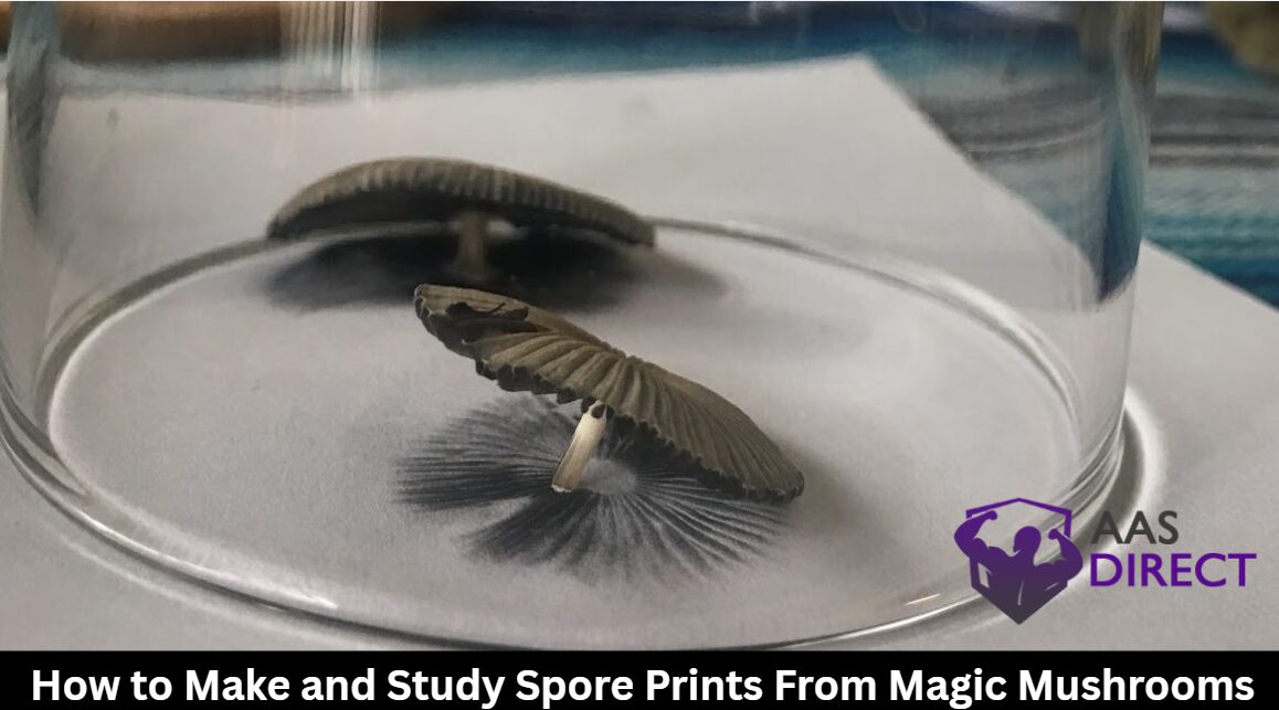 How to Make and Study Spore Prints From Magic Mushrooms