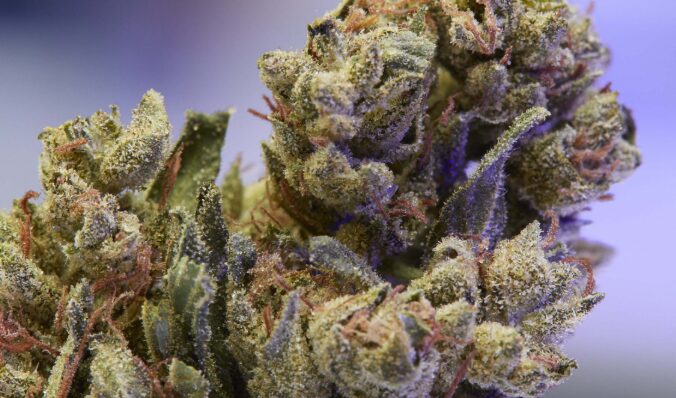 The Legendary Cannabis OG Kush Strain Variety Explained (1)