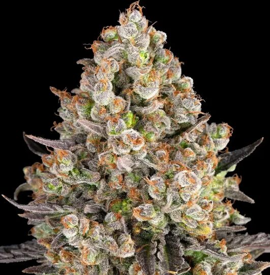 The Legendary Cannabis OG Kush Strain Variety Explained (3)