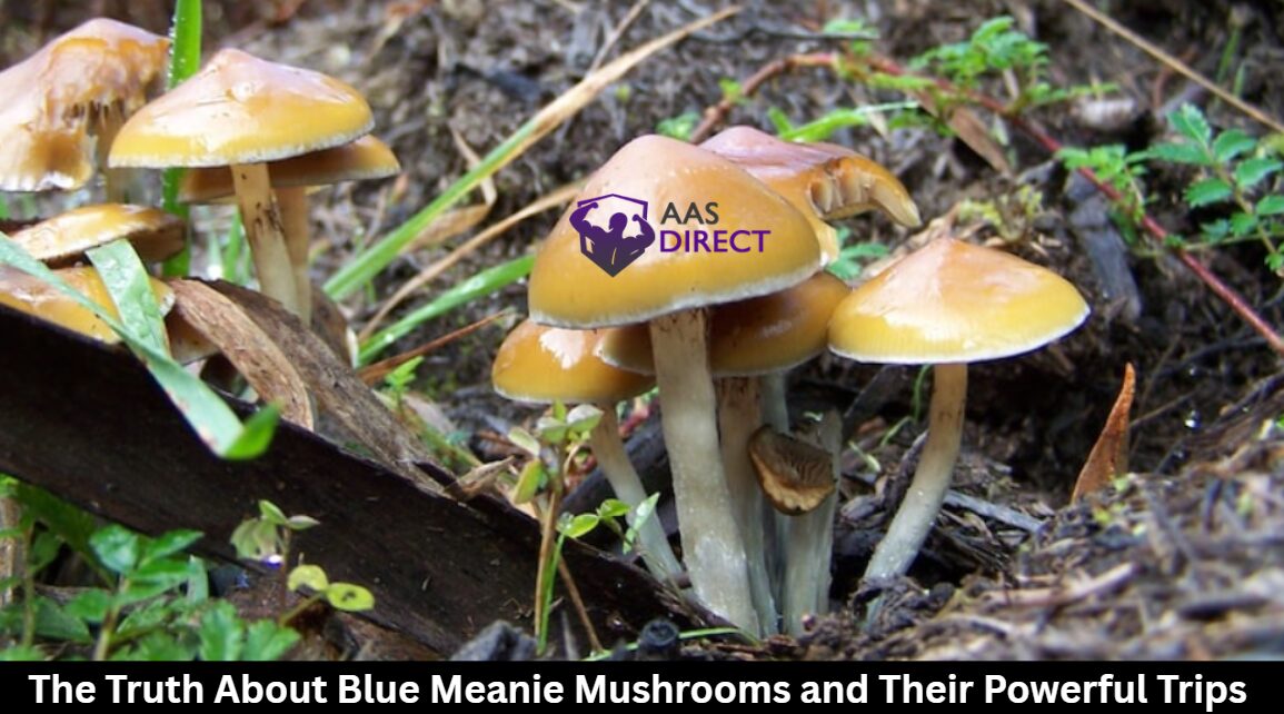The Truth About Blue Meanie Mushrooms and Their Powerful Trips