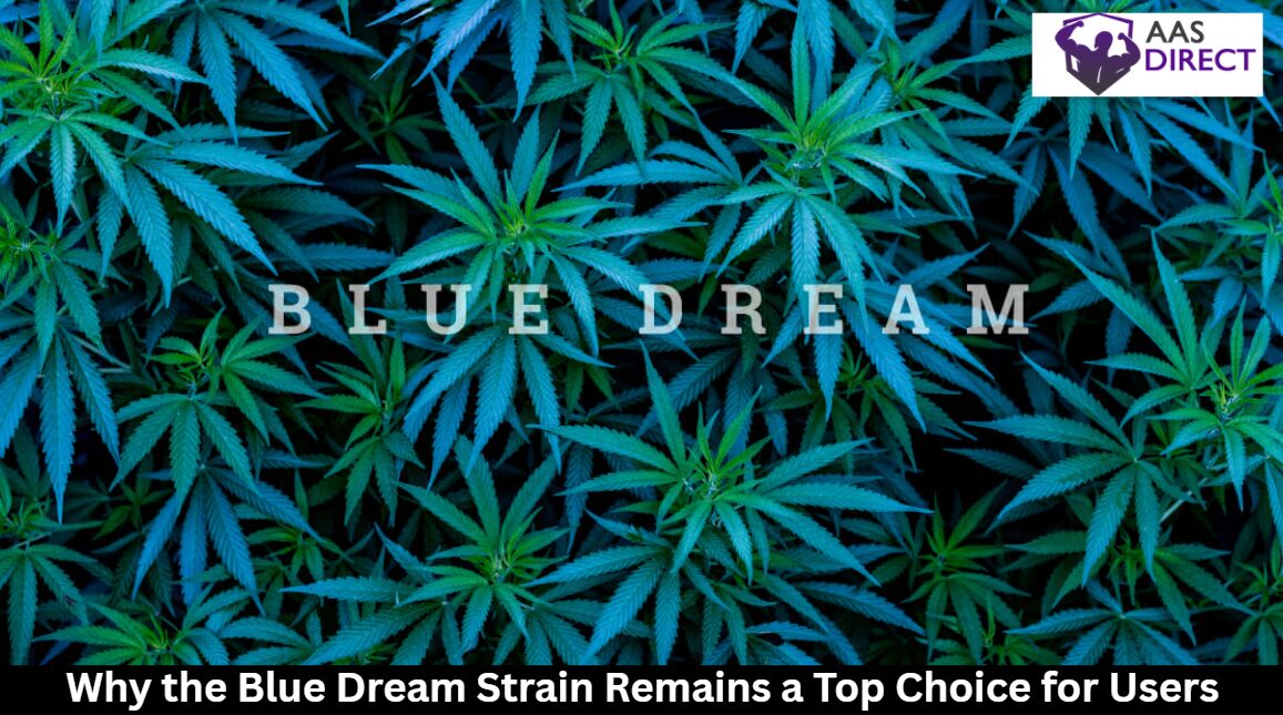 Why the Blue Dream Strain Remains a Top Choice for Users