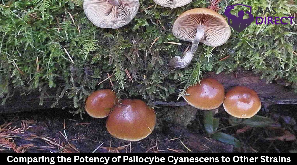 Comparing the Potency of Psilocybe Cyanescens to Other Strains