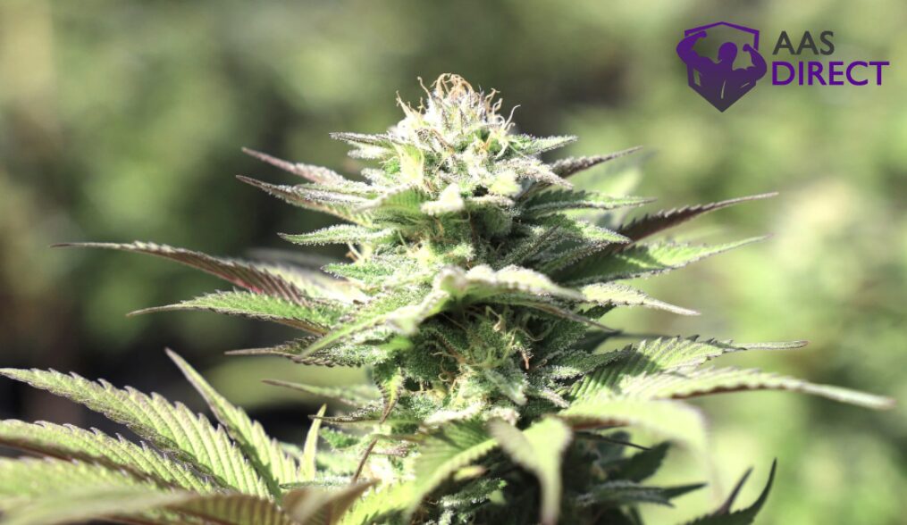 Flavonoids and Secondary Cannabis Compounds