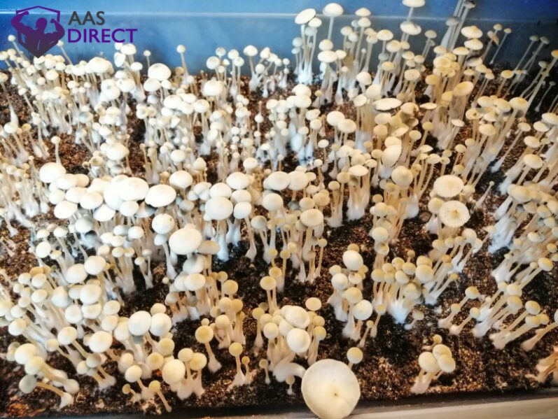 Growing Albino A+