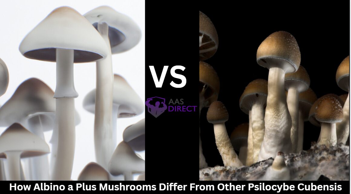 How Albino A+ Mushrooms Differ From Other Psilocybe Cubensis
