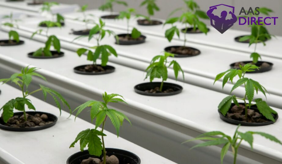 Hydroponic Cannabis Garden