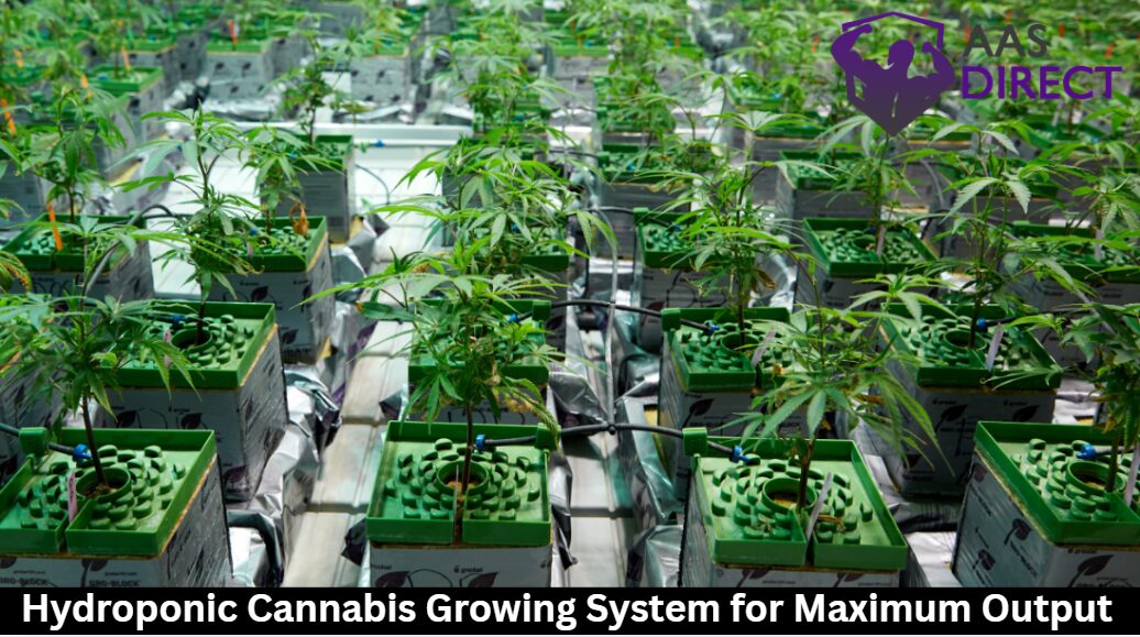 Hydroponic Cannabis Growing System for Maximum Output