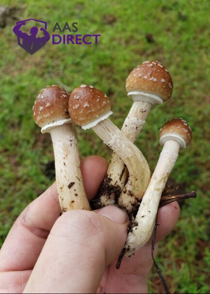 B plus mushroom Visual Identification