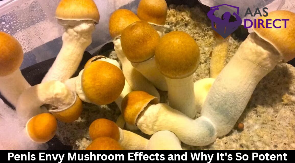 Penis Envy Mushroom Effects and Why It’s So Potent