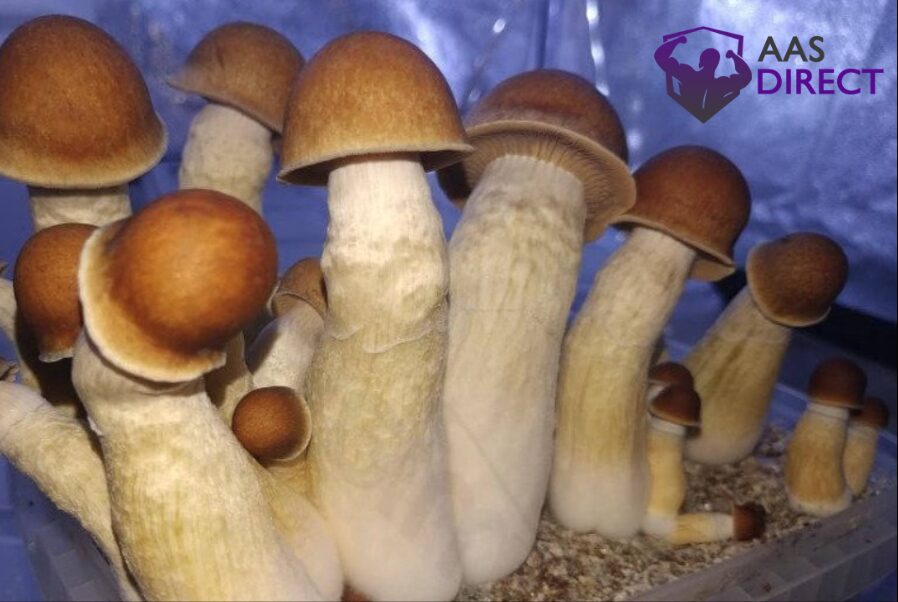 Penis Envy Mushrooms
