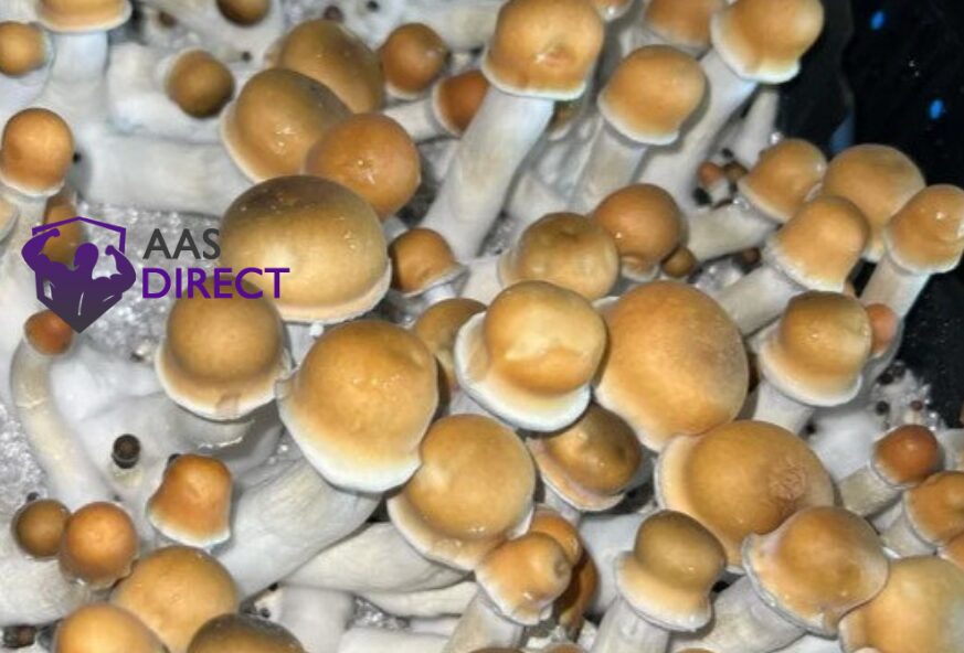 Penis Envy mushrooms high level