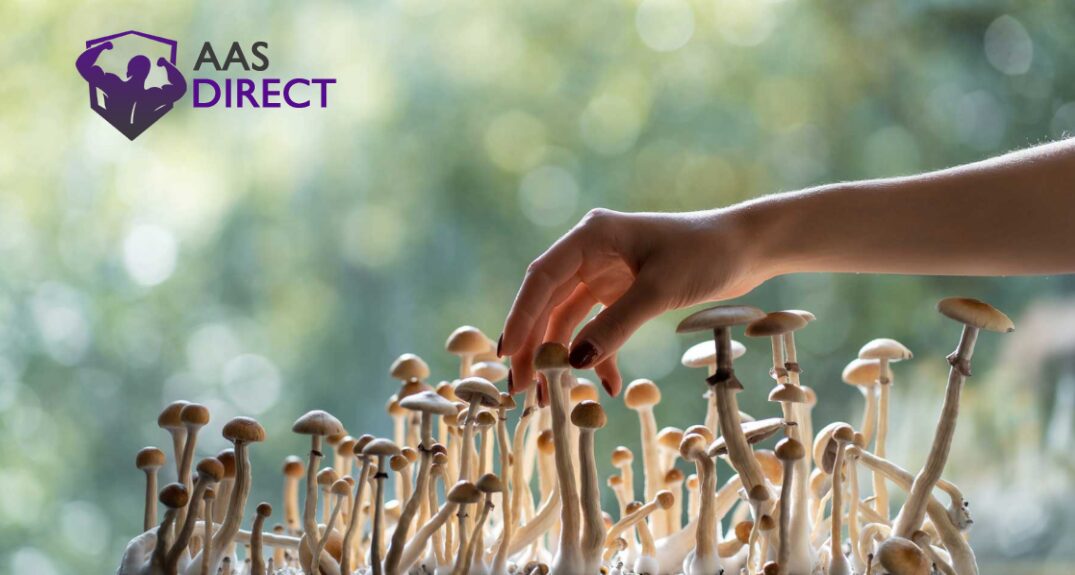 Standard Cubensis Experiences