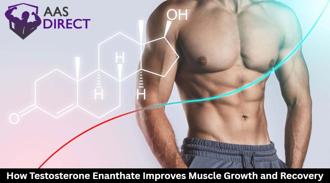 How Testosterone Enanthate Improves Muscle Growth and Recovery