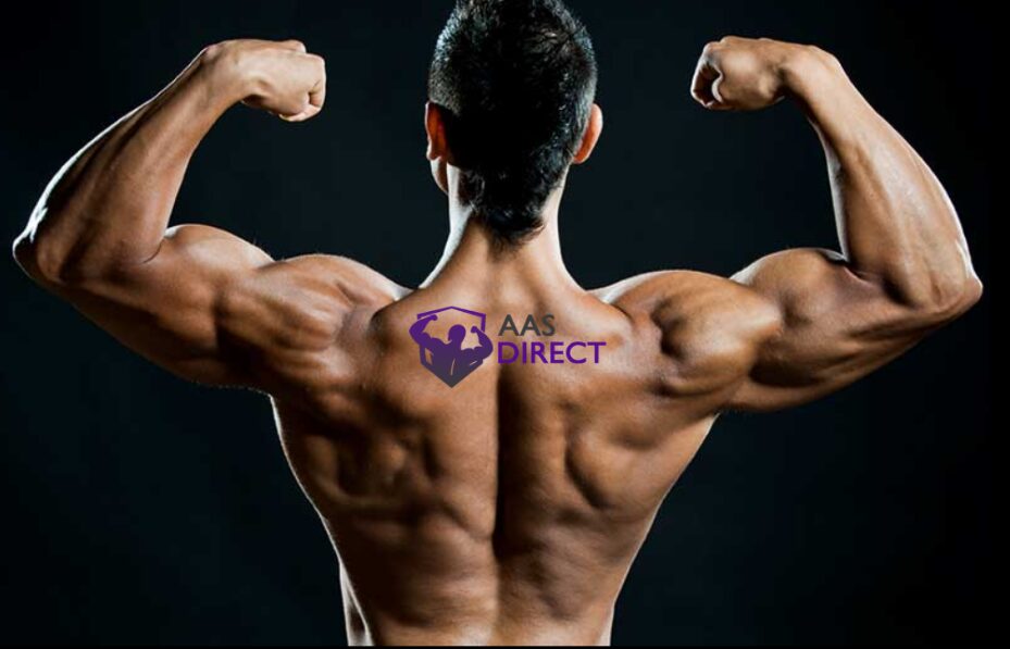Testosterone Enanthate's Anabolic Effects