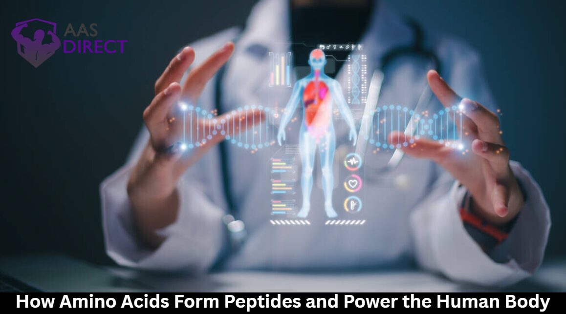 How Amino Acids Form Peptides and Power the Human Body