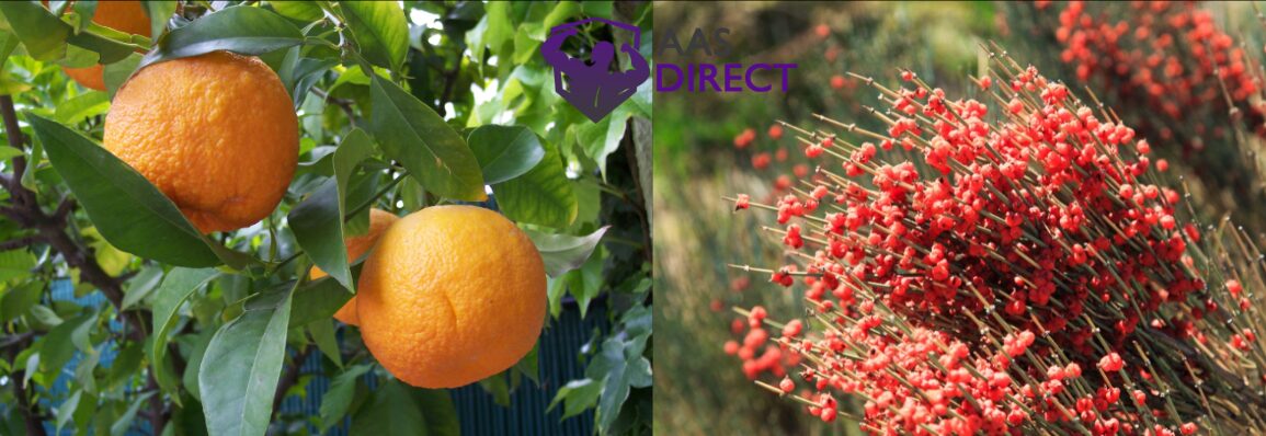 Bitter Orange Vs Ephedra
