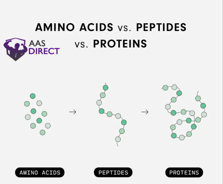 Short Peptides vs. Long Proteins