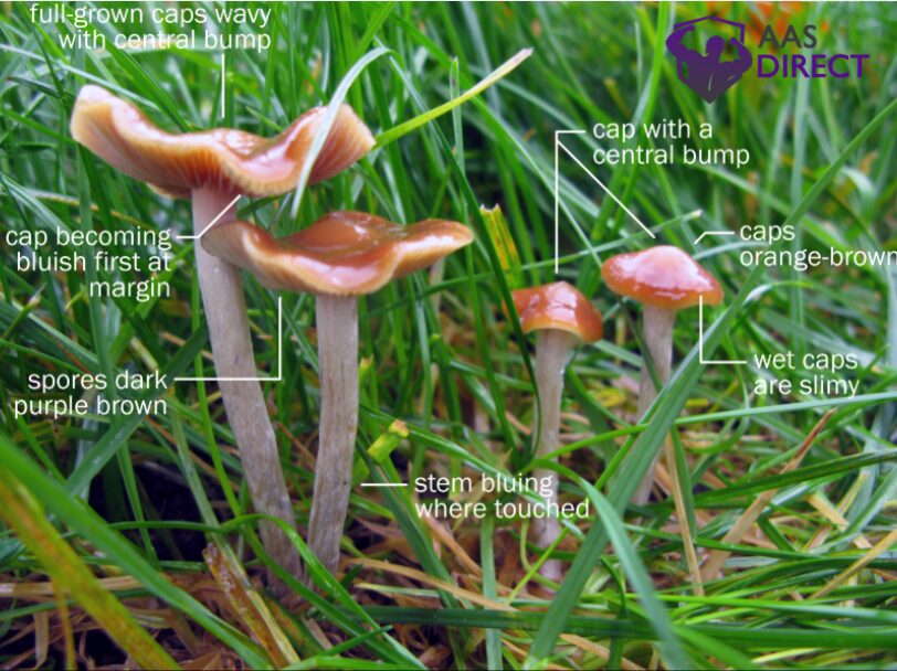 How to Identify Magic Mushrooms