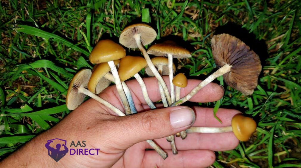 Magic Mushroom Foraging Laws