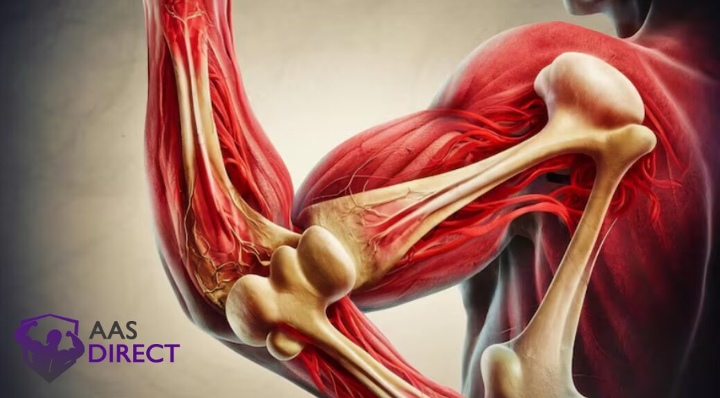 Somatropin Accelerates Muscle Repair