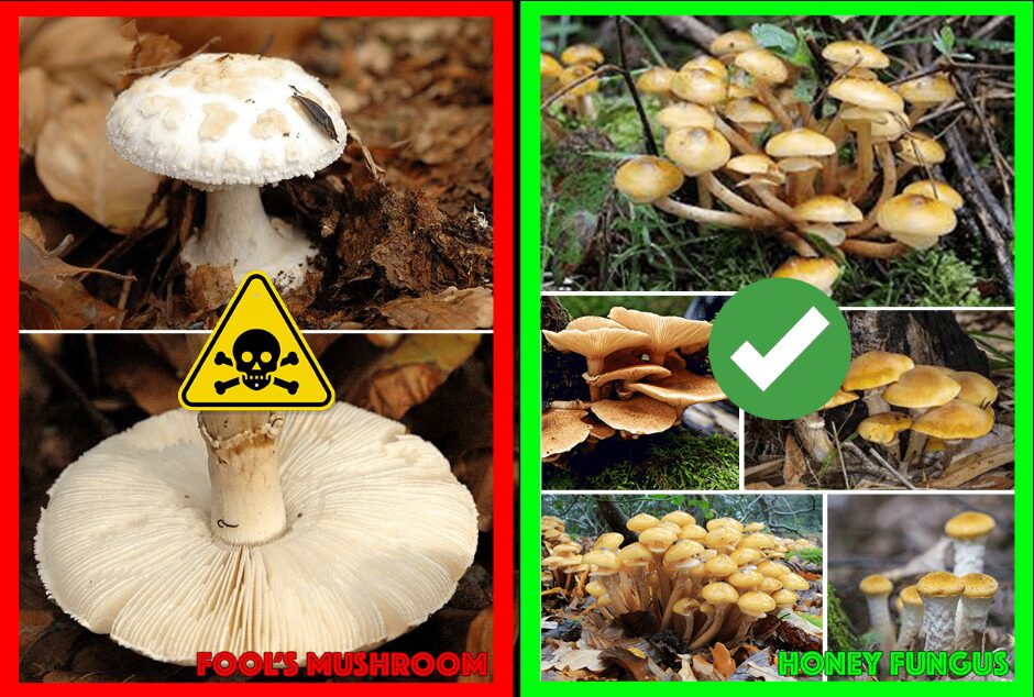 Toxic Lookalikes Magic Mushrooms