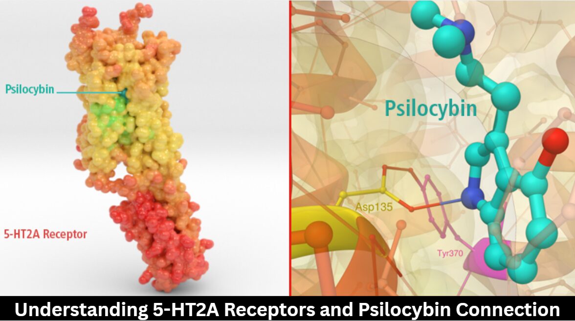 Understanding 5-HT2A Receptors and Psilocybin Connection