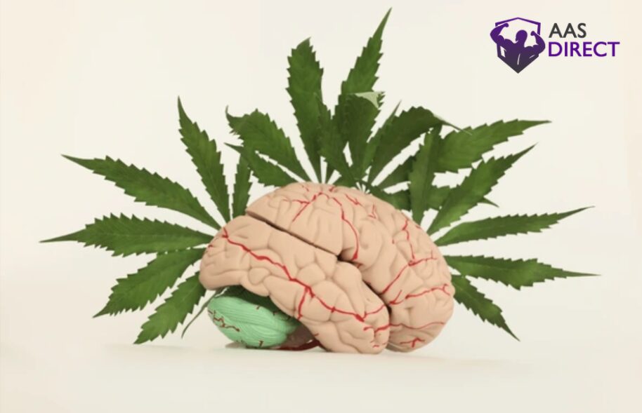 Brain When You Quit Cannabis