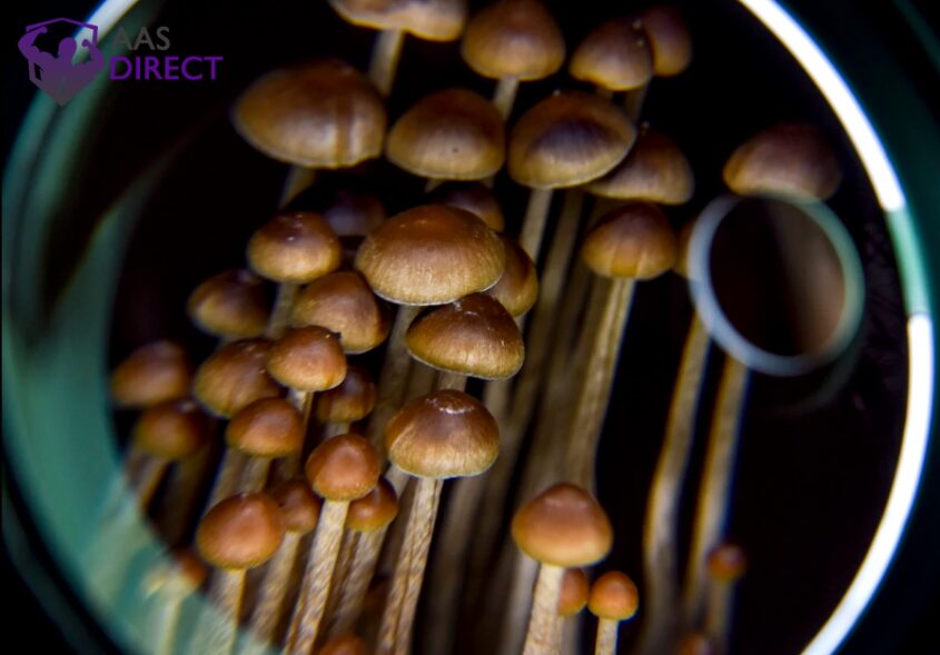Magic Mushrooms Remain Detectable