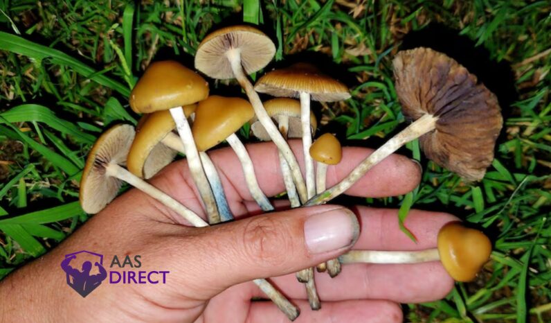Magic Mushrooms Make You Nauseous