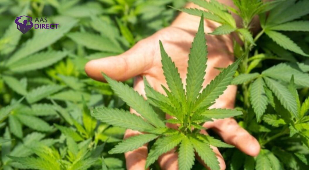 Cannabis Harvest Timing Mistakes Growers Should Avoid