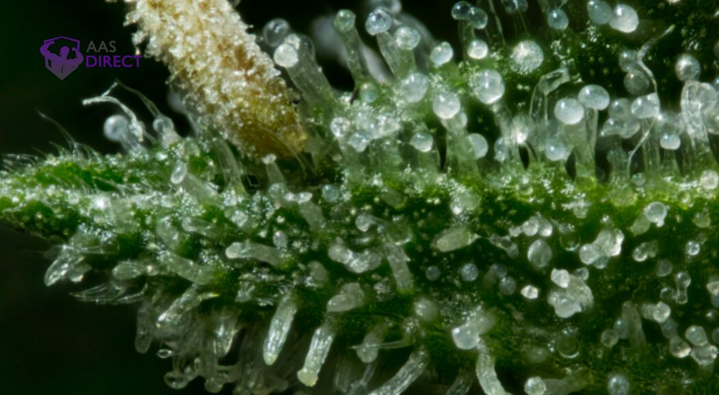 Cannabis Harvest Timing Mistakes Growers Should Avoid