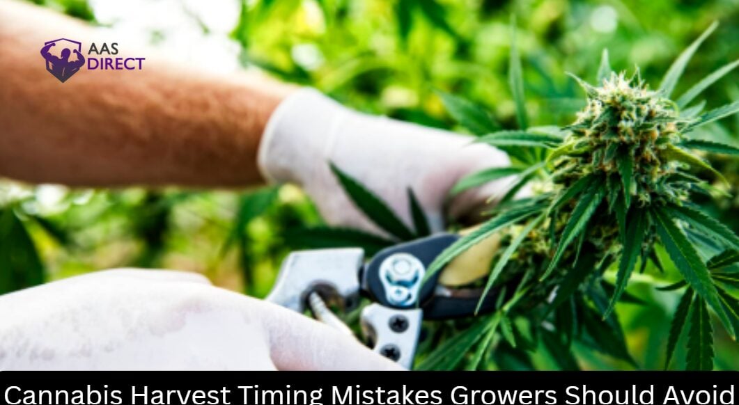 Cannabis Harvest Timing Mistakes Growers Should Avoid