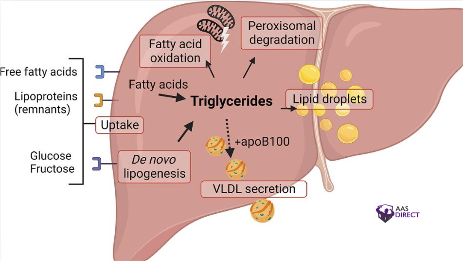 How to Lower Triglycerides Naturally? A Proven Guide