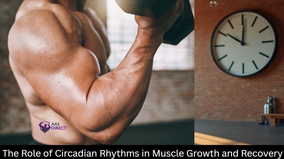 The Role of Circadian Rhythms in Muscle Growth and Recovery